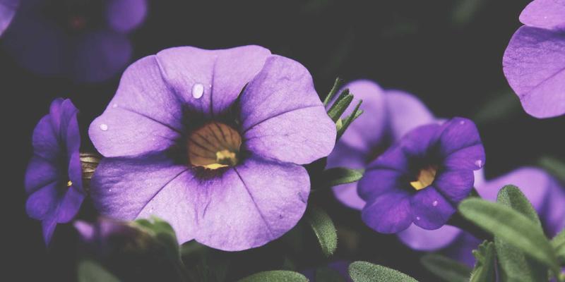 企业软件集成方案：打破信息孤岛，驱动协同办公与数字化转型